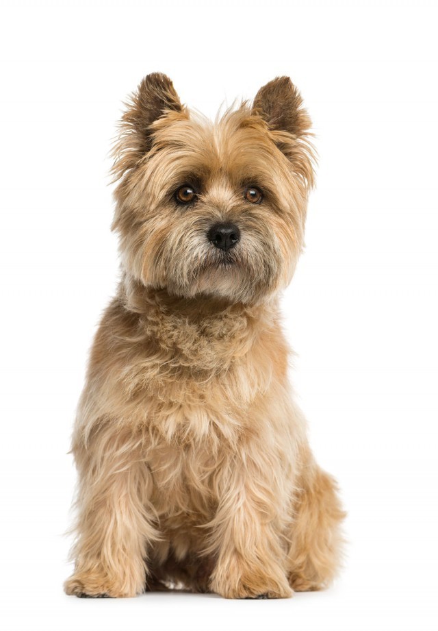 Characteristics of the Cairn terrier dog breed