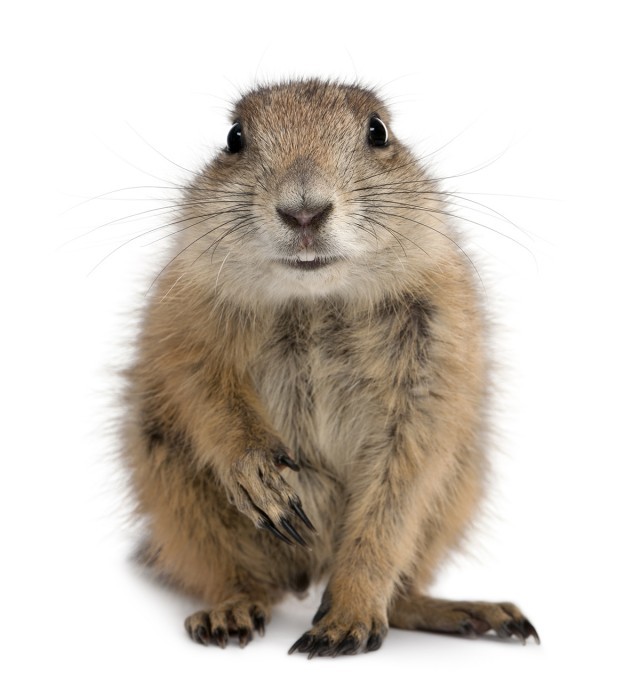 What do we know about prairie dogs?