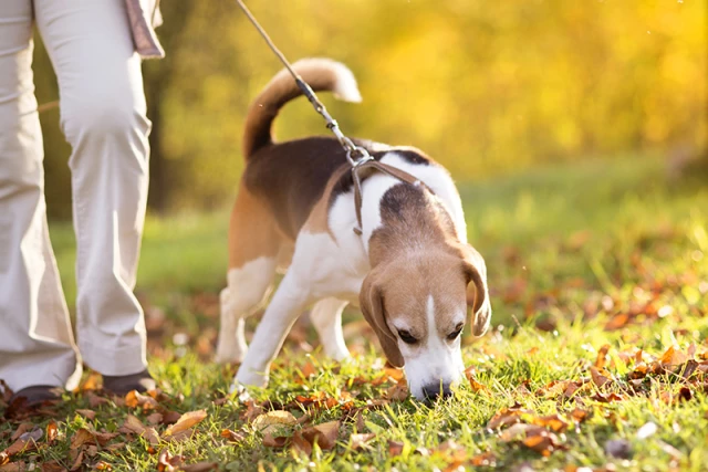 Why Dogs Eat Poop: Causes and How to Prevent This Behavior