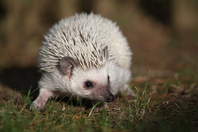 White-bellied hedgehog