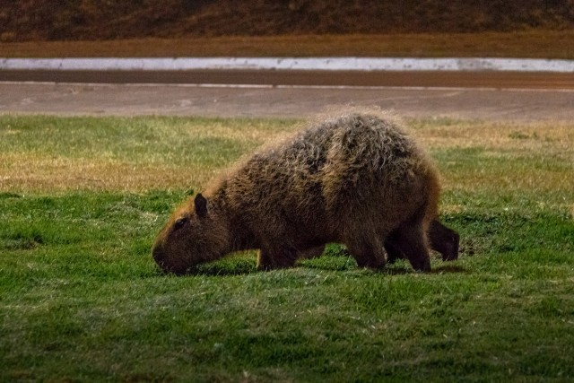 Capybara - the largest rodent in the world