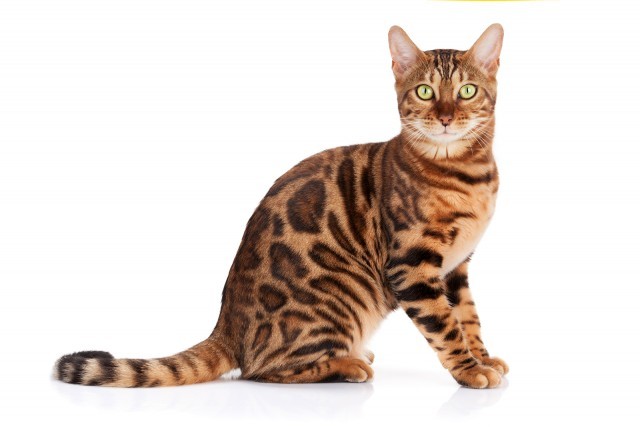 Bengal cats - characteristics of the breed