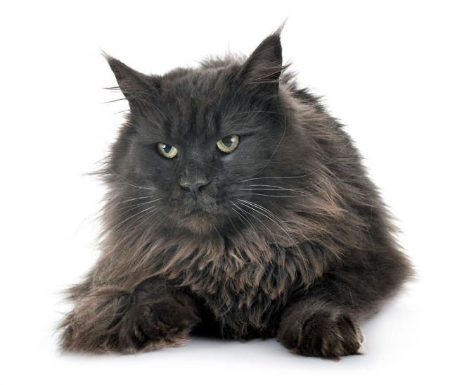 Maine Coon cats