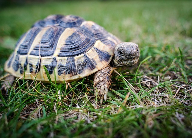 Popular land tortoises in the home terrarium