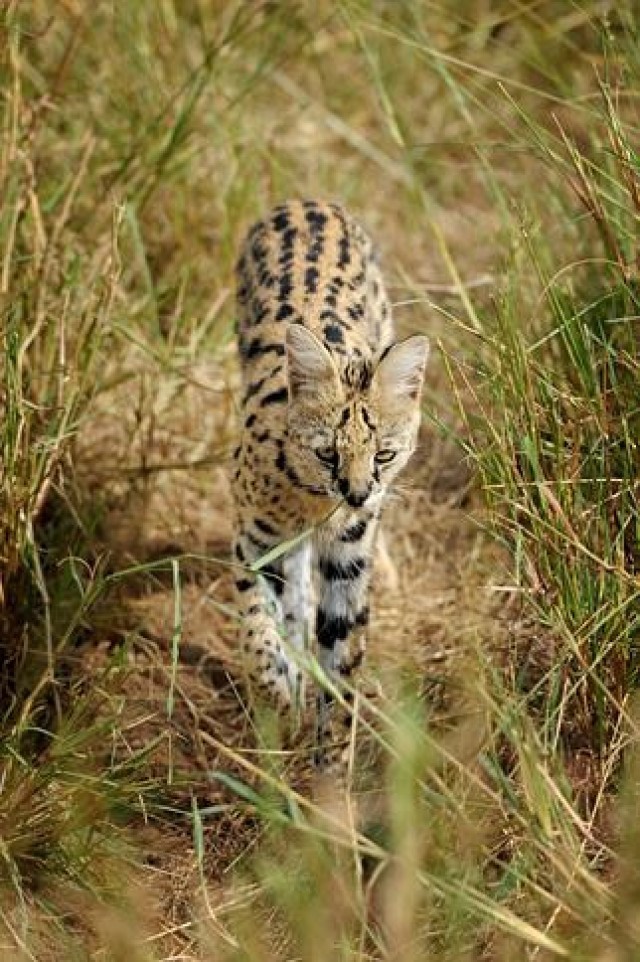 Serval - The Mysterious Cat of Africa