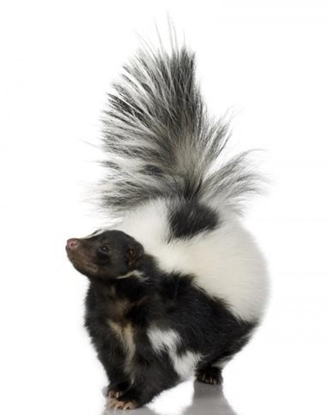 Skunk: Mysterious Animals with Exceptional Defence