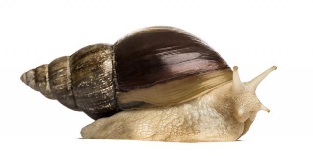 African snail (Achatina achatina): The Curious World of the Slow Crustacean