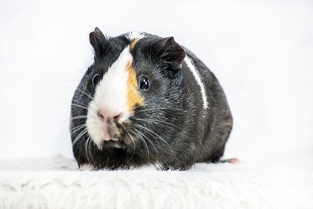 Guinea pig - what you need to know