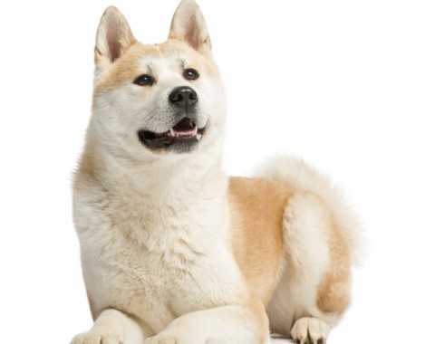 Characteristics of Akita dogs