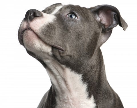 Characteristics of the dog breed American staffordshire terrier {The Amstaff}