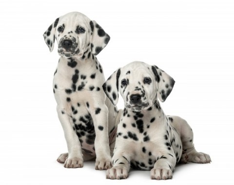 Characteristics of Dalmatian dogs