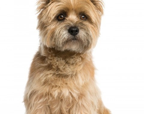 Characteristics of the Cairn terrier dog breed