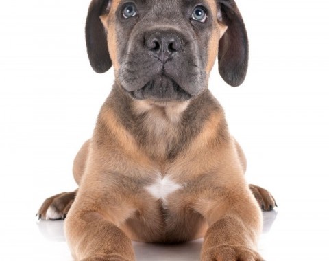 Charakterystyka rasy psów Mastiff neapolitański (Cane corso)