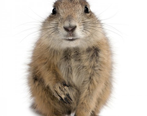 What do we know about prairie dogs?