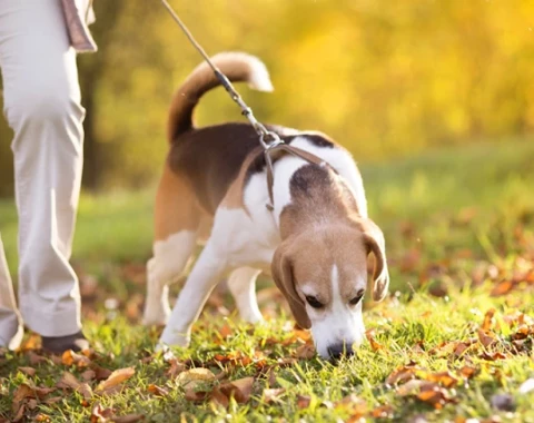 Why Dogs Eat Poop: Causes and Effective Methods to Prevent This Behavior