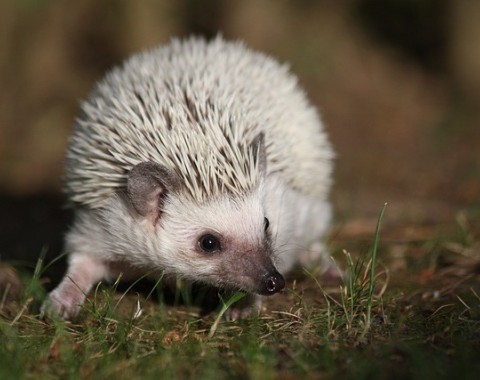 White-bellied hedgehog