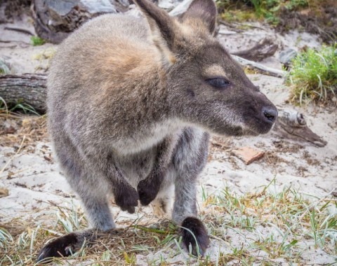 Bennett's Wallaby Kangaroos