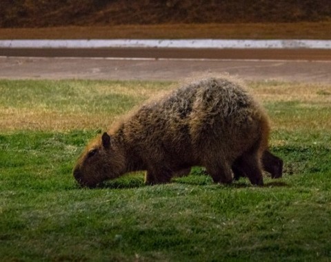 Capybara - the largest rodent in the world