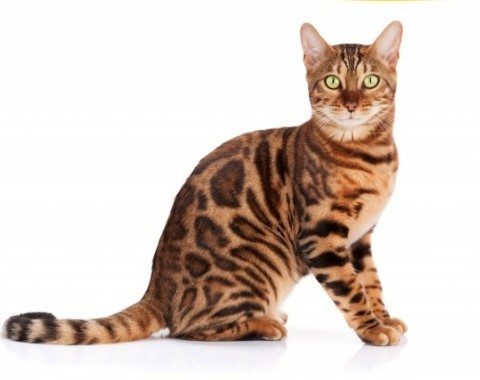 Bengal cats - characteristics of the breed