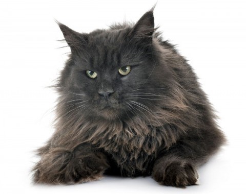 Maine Coon cats