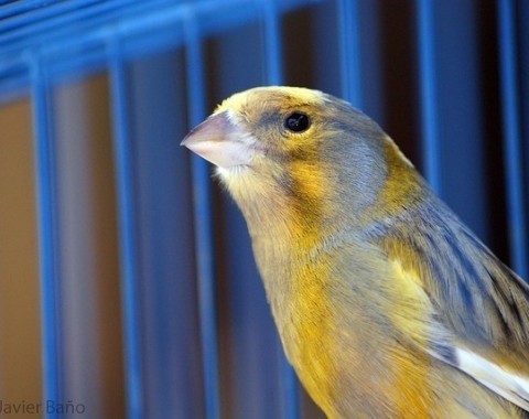 Canary varieties and types