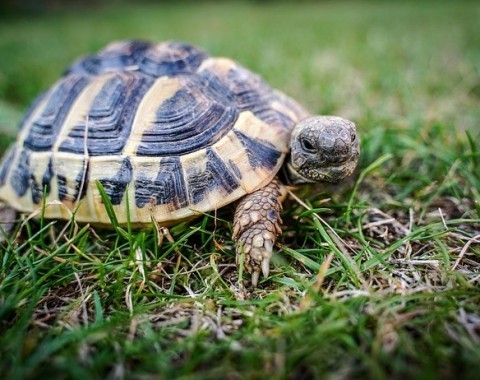 Popular land tortoises in the home terrarium