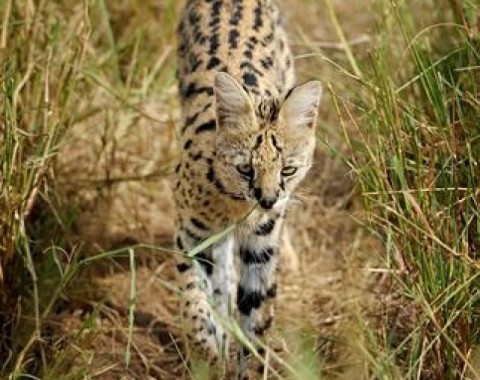 Serval - The Mysterious Cat of Africa