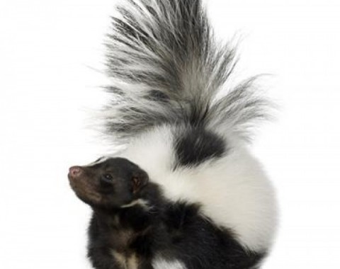 Skunk: Mysterious Animals with Exceptional Defence