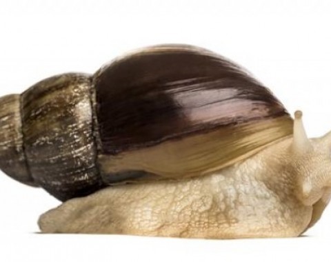 African snail (Achatina achatina): The Curious World of the Slow Crustacean