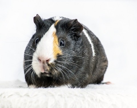 Guinea pig - what you need to know