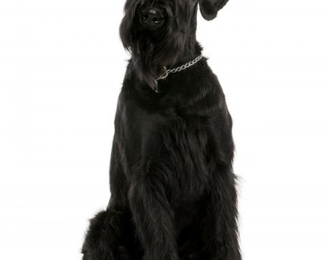 Advantages and disadvantages of breeding Giant Schnauzer dogs