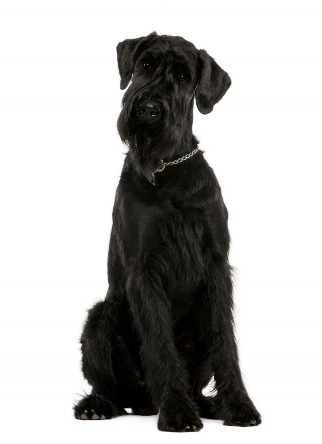 Advantages and disadvantages of breeding Giant Schnauzer dogs